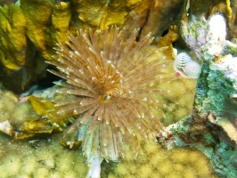 Splendid Featherduster IMG 7026